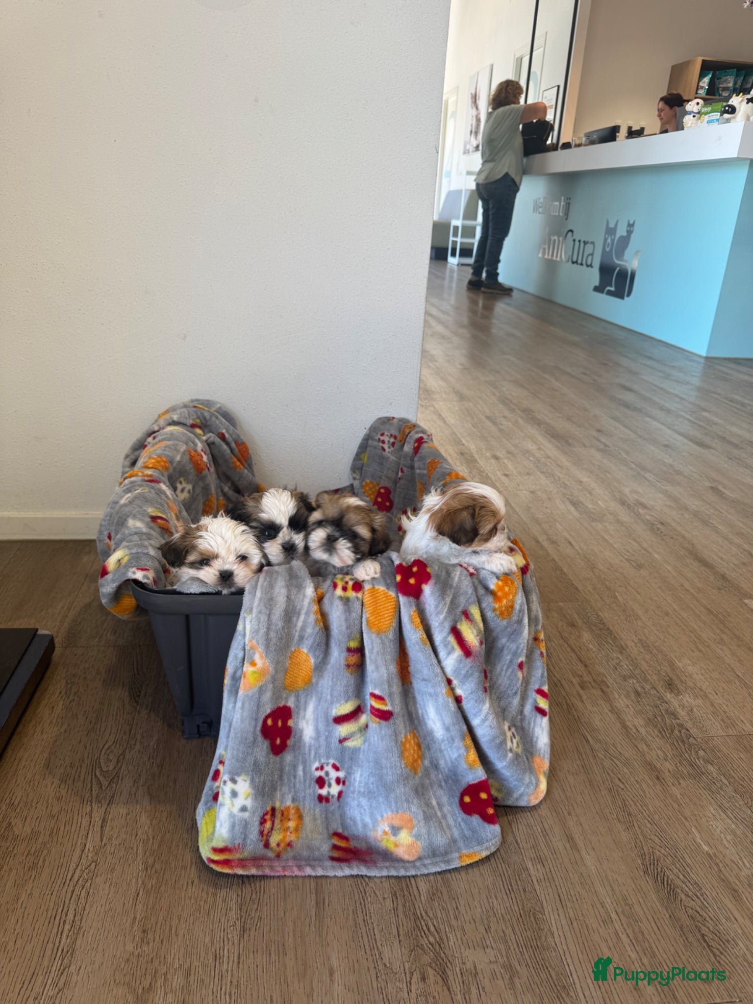 Shih Tzu honden raszuivere shih tzu-puppy's van 6 weken oud🐶 - Advertentie 1