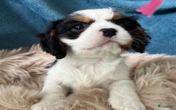 Cavalier King Charles Spaniel honden te koop: Cavalier King Charles Spaniel in Makkinga - Afbeelding 15