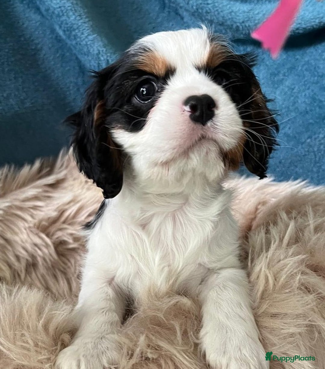 Cavalier King Charles Spaniel honden te koop: Cavalier King Charles Spaniel in Makkinga - Afbeelding 15