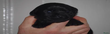 Labrador Retriever 1