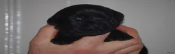Labrador Retriever honden te koop: labrador pups, 5 teefjes en 3 reutjes beschikbaar. - Advertentie 14