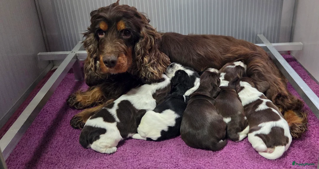 Engelse Cocker Spaniel honden te koop: Engelse Cockerspaniel pups met Stamboom. - Advertentie 8