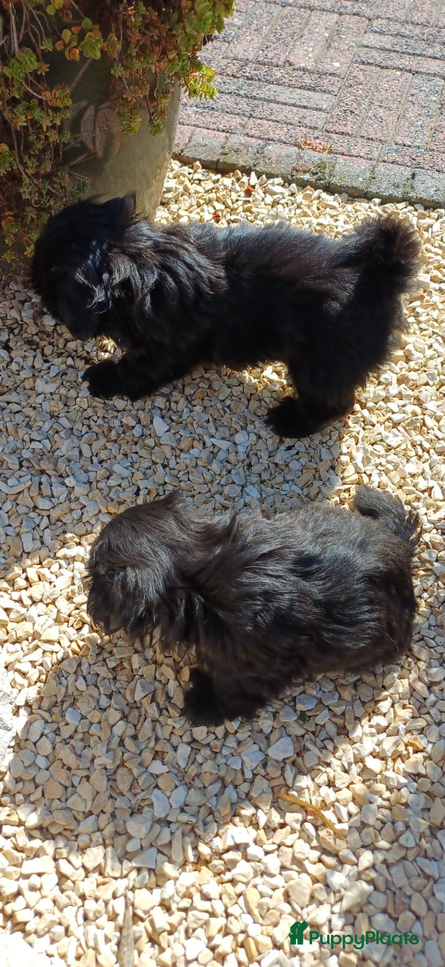 Shih Tzu honden Lieve leuke raszuiver shih tzu pups - Advertentie 16