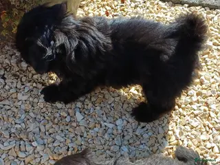 Shih Tzu honden Lieve leuke raszuiver shih tzu pups - Advertentie 16
