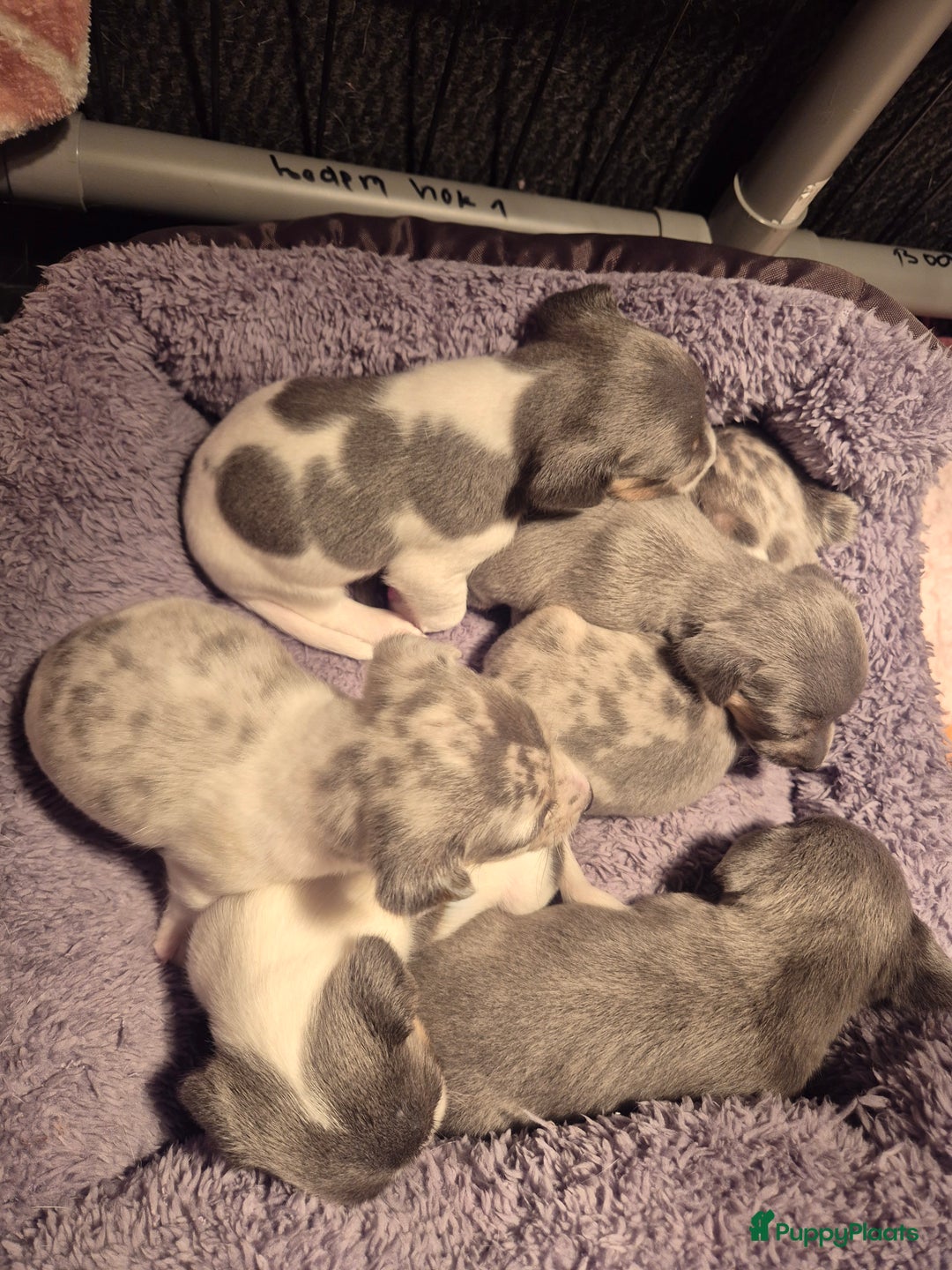 Jack Russel Terriër honden te koop: Super mooie jackrussel pups mogen met kerst mee  - Advertentie 2