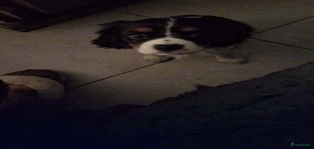 Galerij afbeelding {{count}}