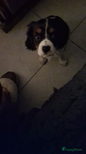 Galerij afbeelding {{count}}