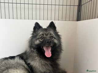 Kruising honden knappe keeshond x border collie puppy's te koop - Advertentie 15