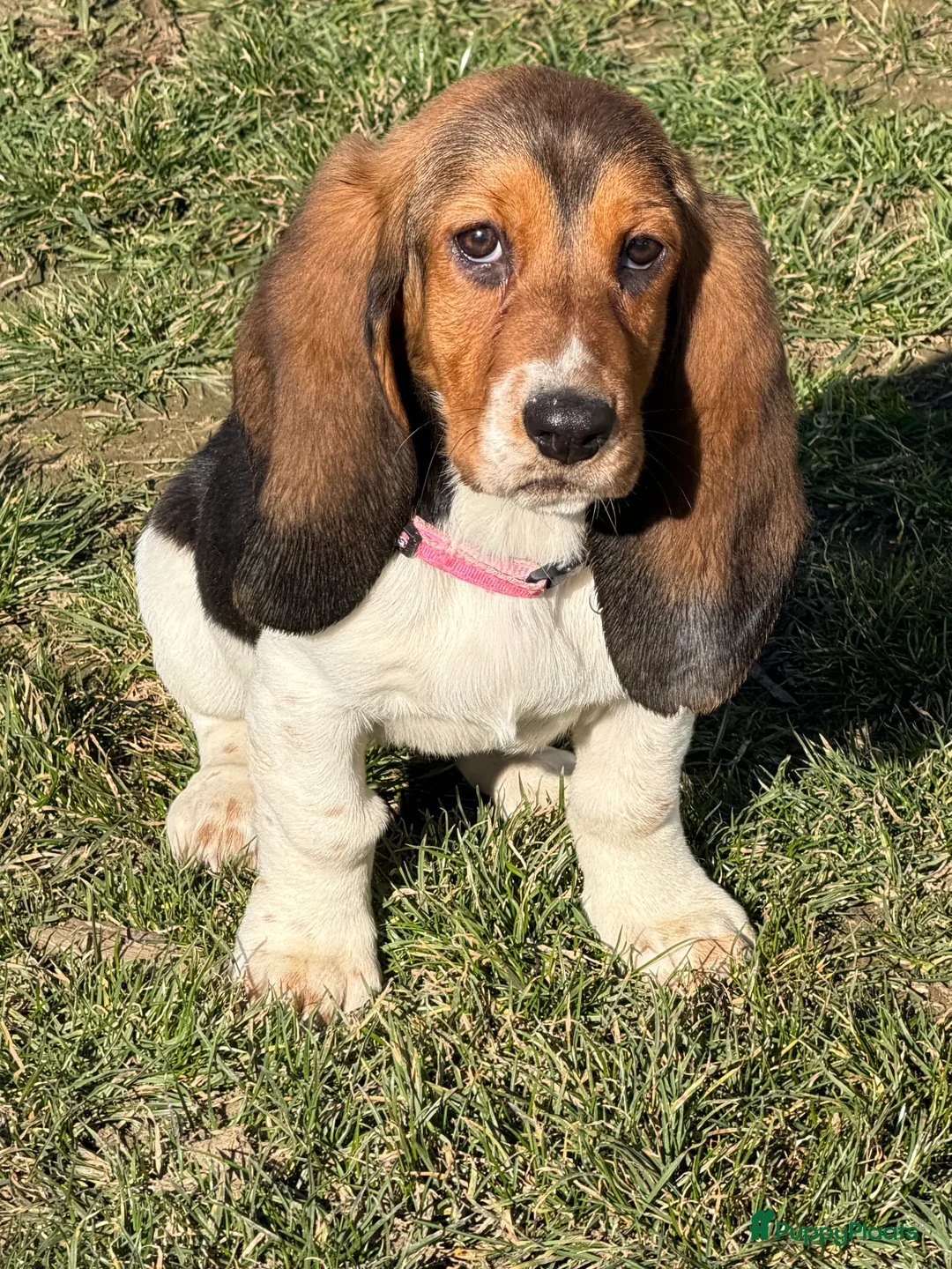 Basset Hound honden te koop: Basset hound pup - Advertentie 2
