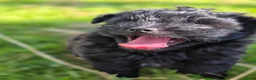 Kruising honden te koop: Pomeriaan×toypoedel - Advertentie 4