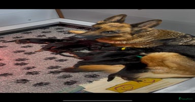 Duitse Herder honden - Advertentie 10