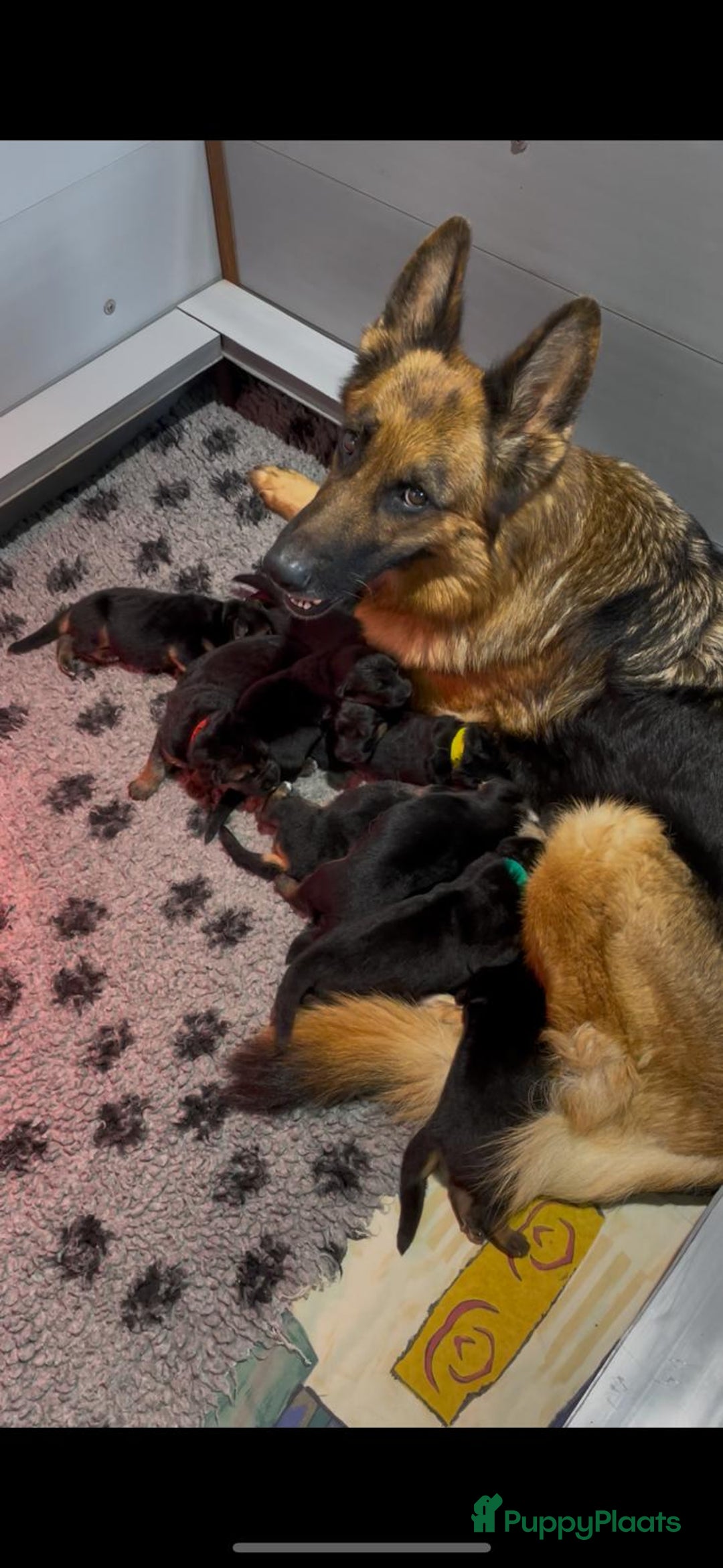 Duitse Herder honden te koop: Duitse Herder pups - Advertentie 2