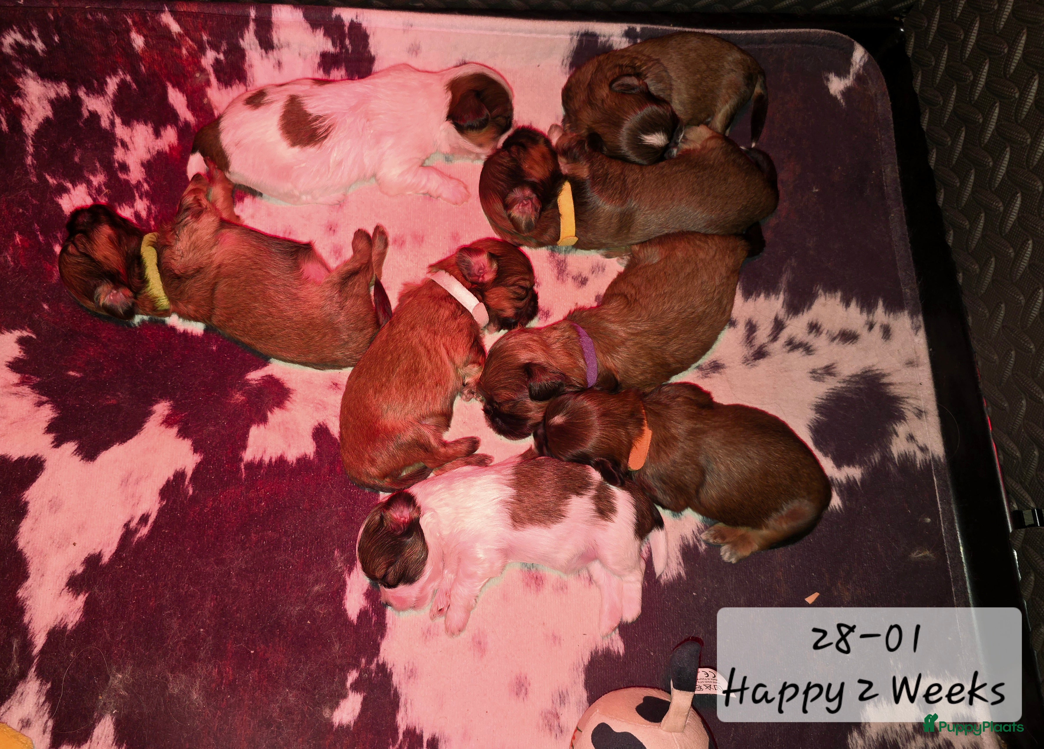 Kruising honden Boomer pups 14-1 geboren (Shih-Tzu x Boomer) - Advertentie 5