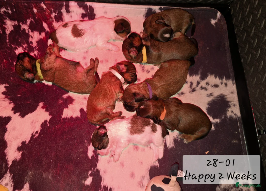 Kruising honden te koop: Boomer pups 14-1 geboren (Shih-Tzu x Boomer) - Advertentie 1