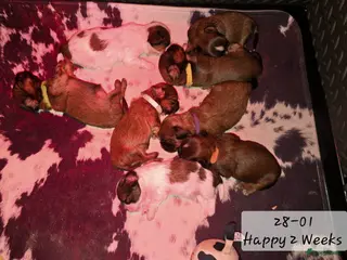 Kruising honden Boomer pups 14-1 geboren (Shih-Tzu x Boomer) - Advertentie 5