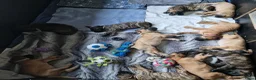Duitse Dog honden te koop: Duitse Dog Pups - Advertentie 8