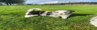 Border Collie 5
