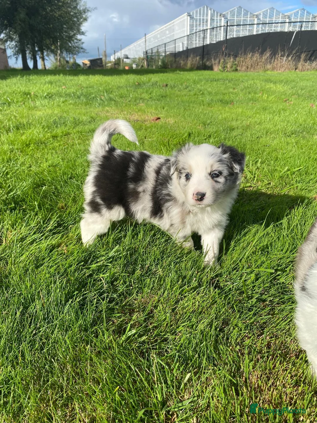 Border Collie honden te koop: Border Collie pups - Advertentie 25