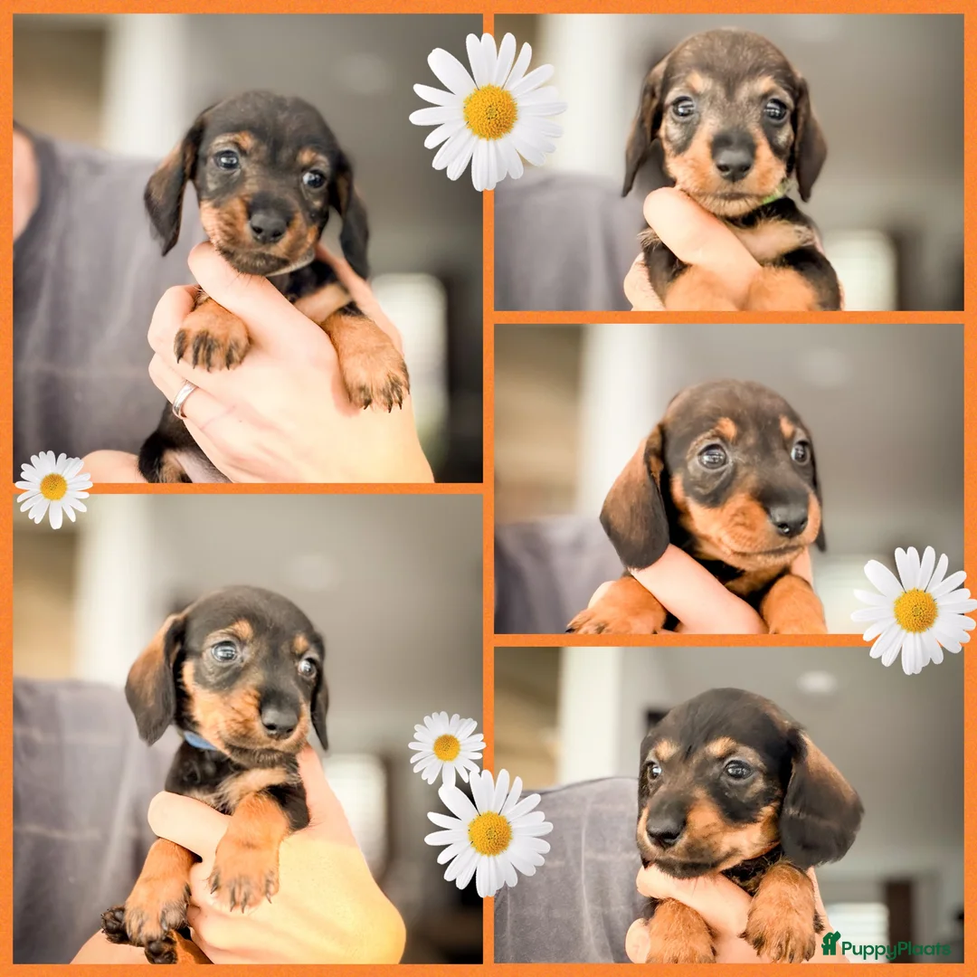 Ruwhaar Teckel honden te koop: 🌼Schattige ruwharige teckel pups🌼 - Advertentie 1