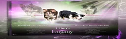 Border Collie honden te koop: border collie reutjes - Advertentie 5
