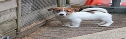 Jack Russel Terriër honden te koop: Nog 4 lieve Jack Russell pups met stamboom  - Advertentie 4