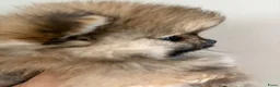 Pomeriaan honden te koop: Pommeriaan - Advertentie 4
