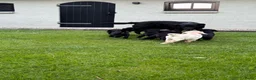 Labrador Retriever honden te koop: Labrador pups - Advertentie 5