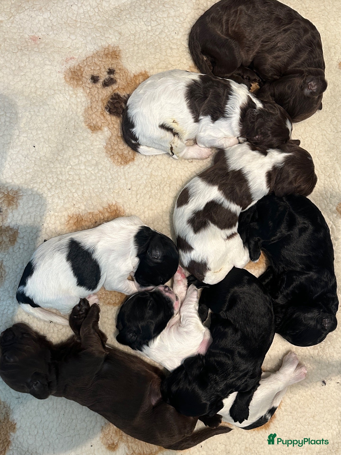 Kruising honden Nestje met Sproodle / Springerdoodle pups  - Advertentie 1