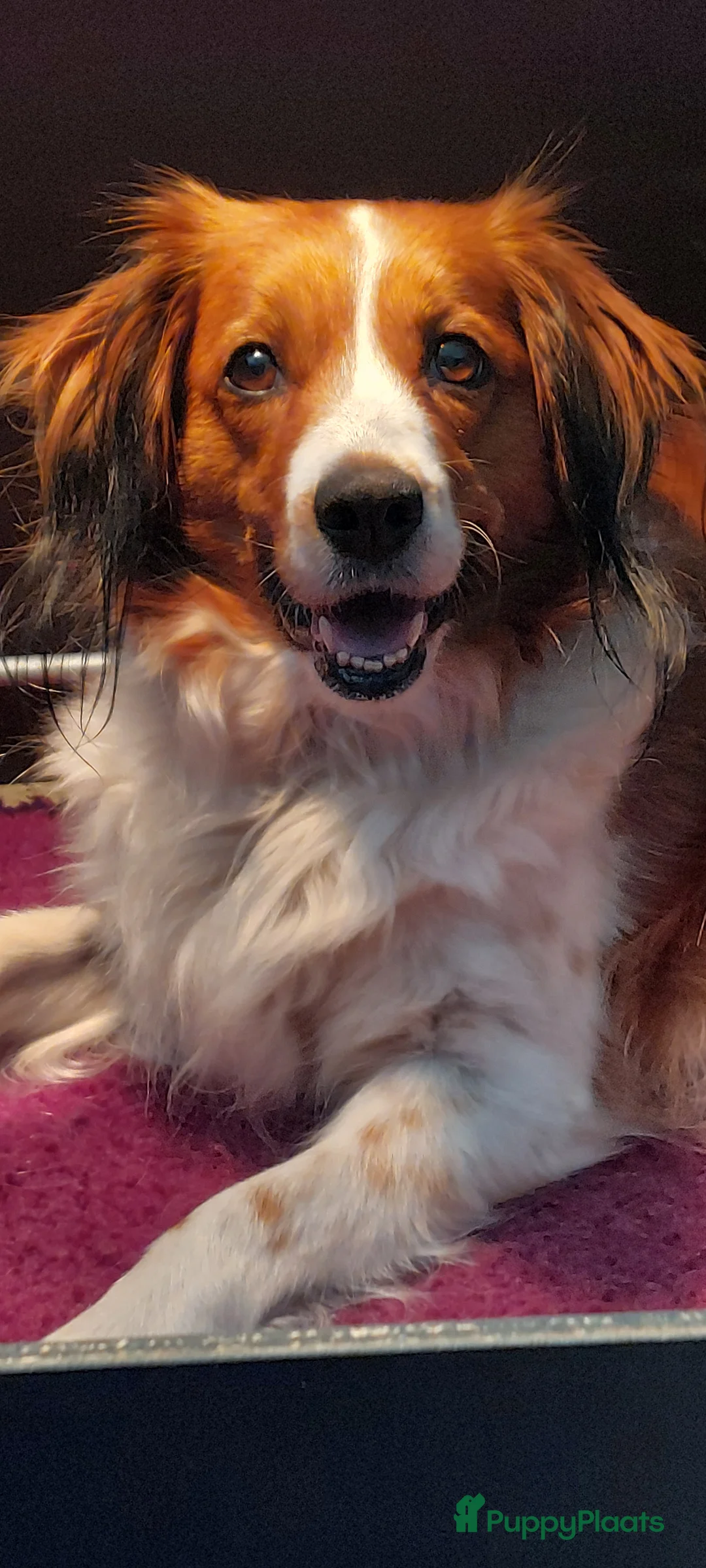 Kooikerhondje honden te koop: Kooikerpups  gereserveerd - Advertentie 2