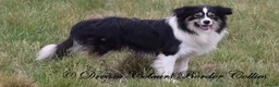 Border Collie honden te koop: Border collie pups met FCI stamboom - Advertentie 5