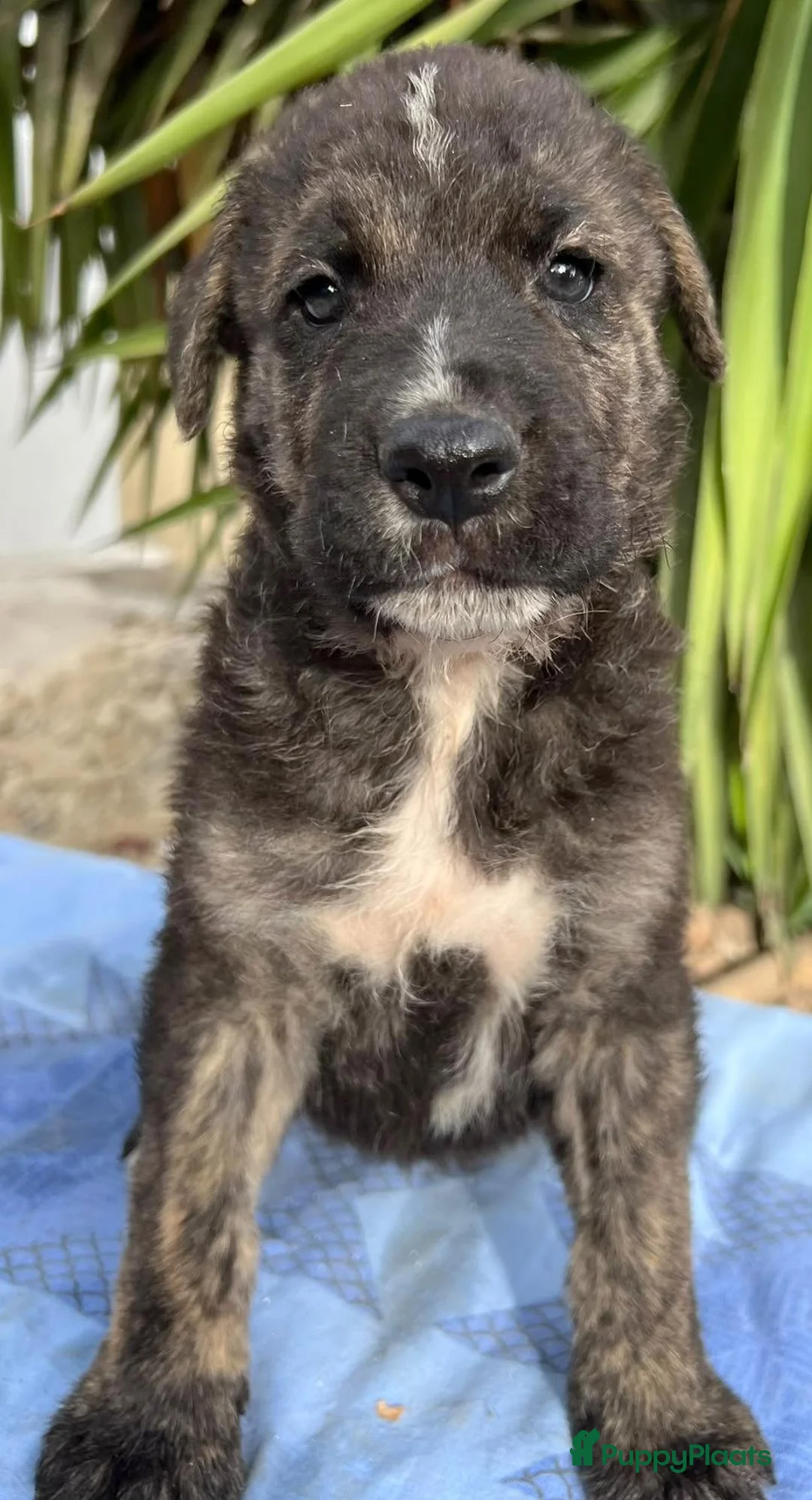 Kruising honden ter adoptie: jomy waar mag zijn mandje komen te staan? - Advertentie 2