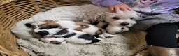 Malshi honden te koop: shih tsu boomer puppies - Advertentie 5