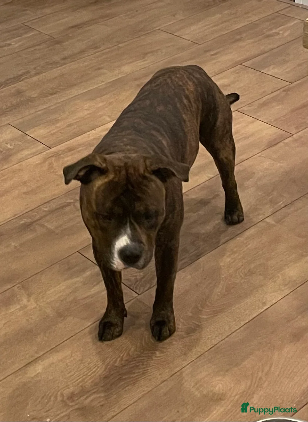 Engelse Stafford honden te koop: Rocky  - Advertentie 2