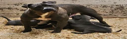 American Staffordshire Terriër honden te koop: Amerikaanse Stafford pup - Advertentie 6