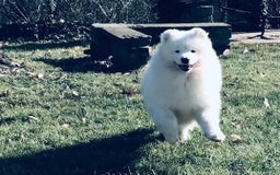 Samojeed honden te koop: Nestaankondiging Samojeedpups begin Augustus - Afbeelding 10