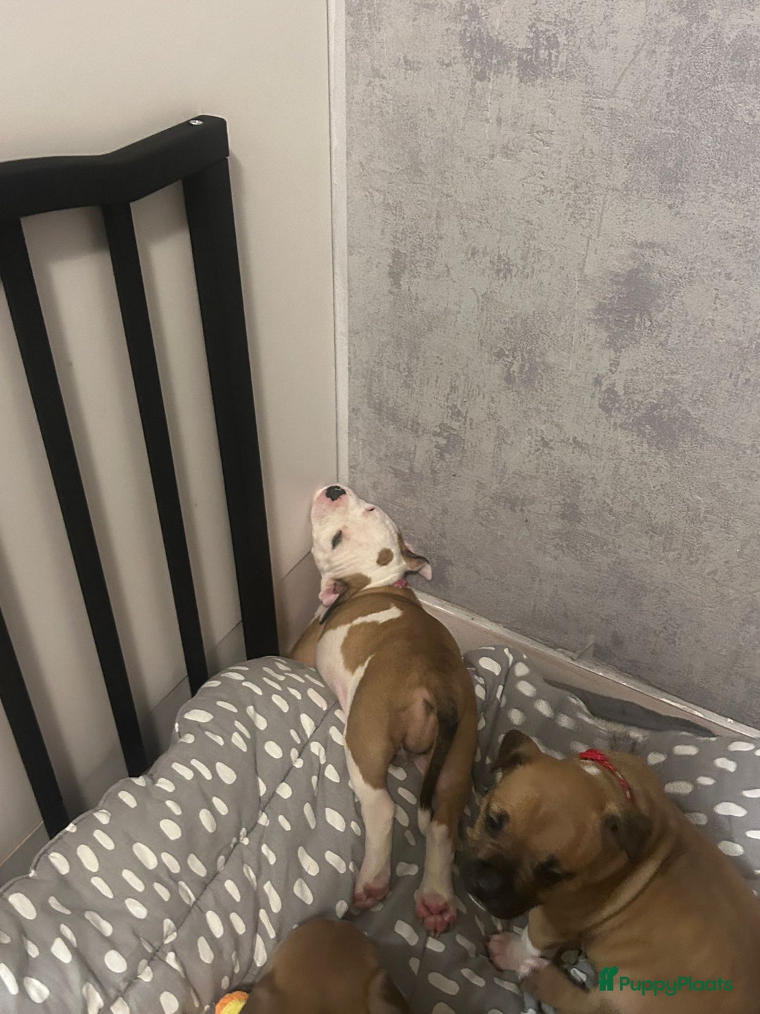 American Staffordshire Terriër honden te koop: American Staffordshire Terriers Pupps  - Advertentie 21