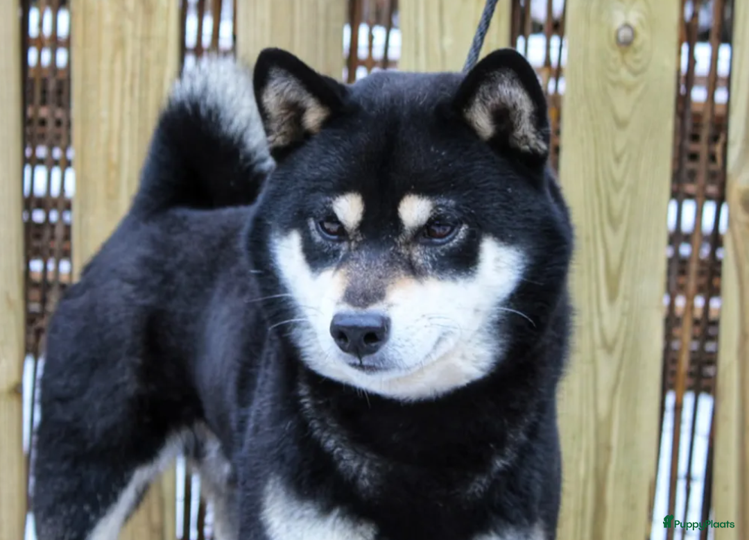 Shiba honden te koop: Shiba teefje met stamboom - Afbeelding 33
