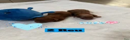 Poedel Toy honden te koop: Poedel toy pups 🐩🥰 - Advertentie 7