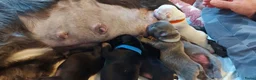 Franse Bulldog honden te koop: Prachtige Franse Bulldog pups met stamboom - Advertentie 6