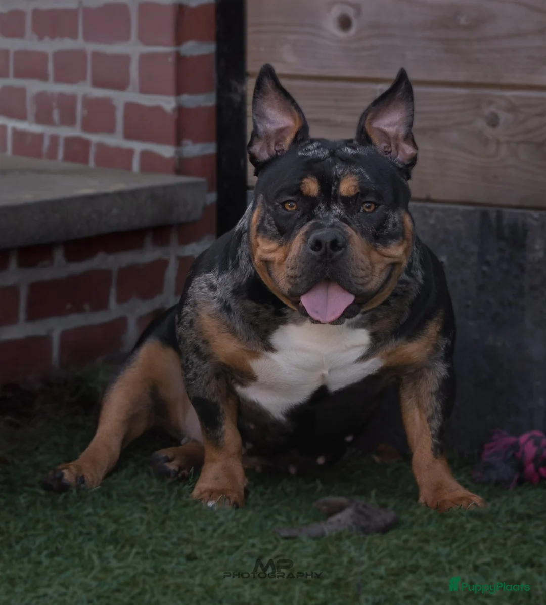 Amerikaanse Bully honden te koop: American Bully pocket pups verwacht rond november  - Advertentie 1
