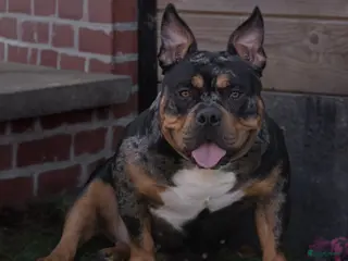 Amerikaanse Bully honden American Bully pocket pups verwacht rond november - Advertentie 1