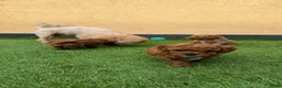 Poedel Toy honden te koop: 5 prachtige toy poedel reutjes  - Advertentie 16