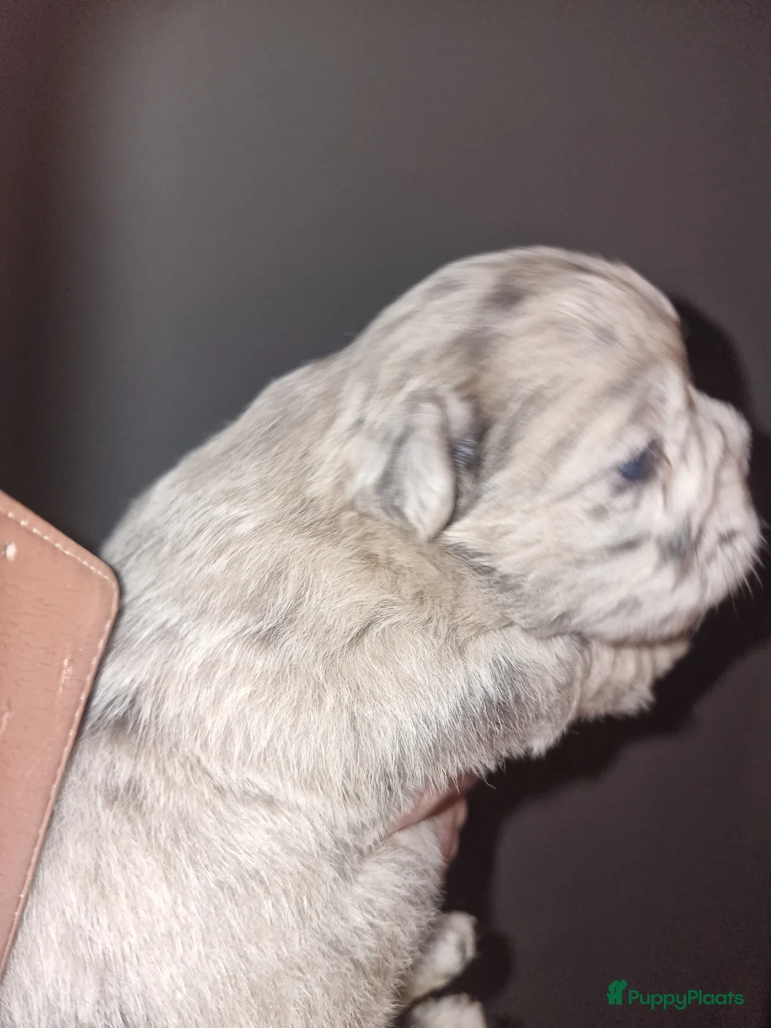 Franse Bulldog honden te koop: Franse bulldogs  - Advertentie 2