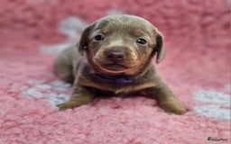 Teckel (korthaar)  honden te koop: De allermooiste dwergteckel pupjes!! - Afbeelding 15