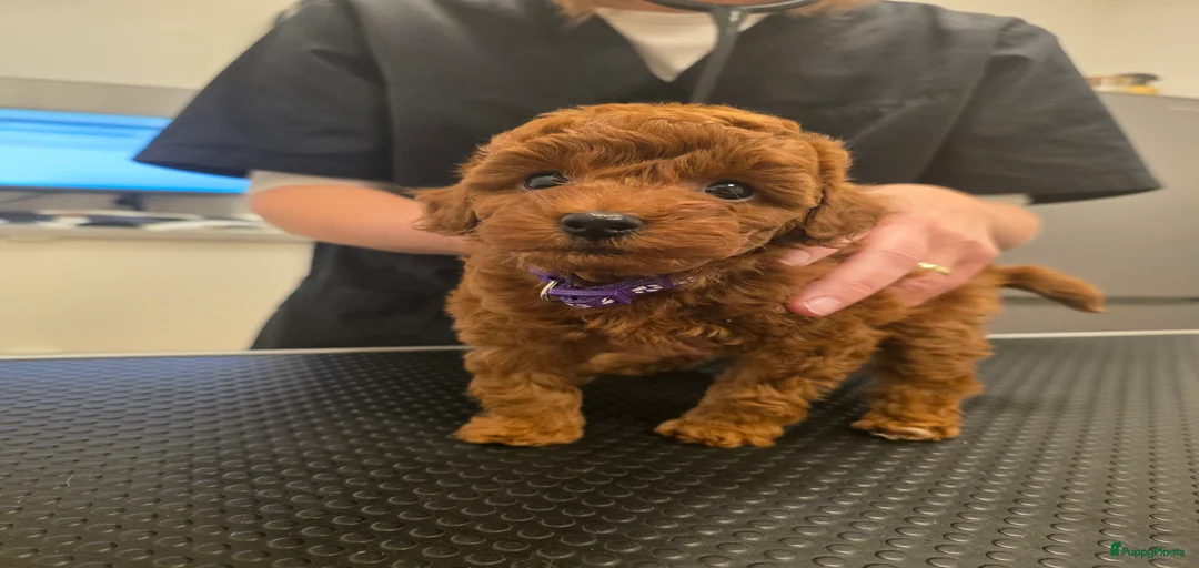 Galerij afbeelding {{count}}