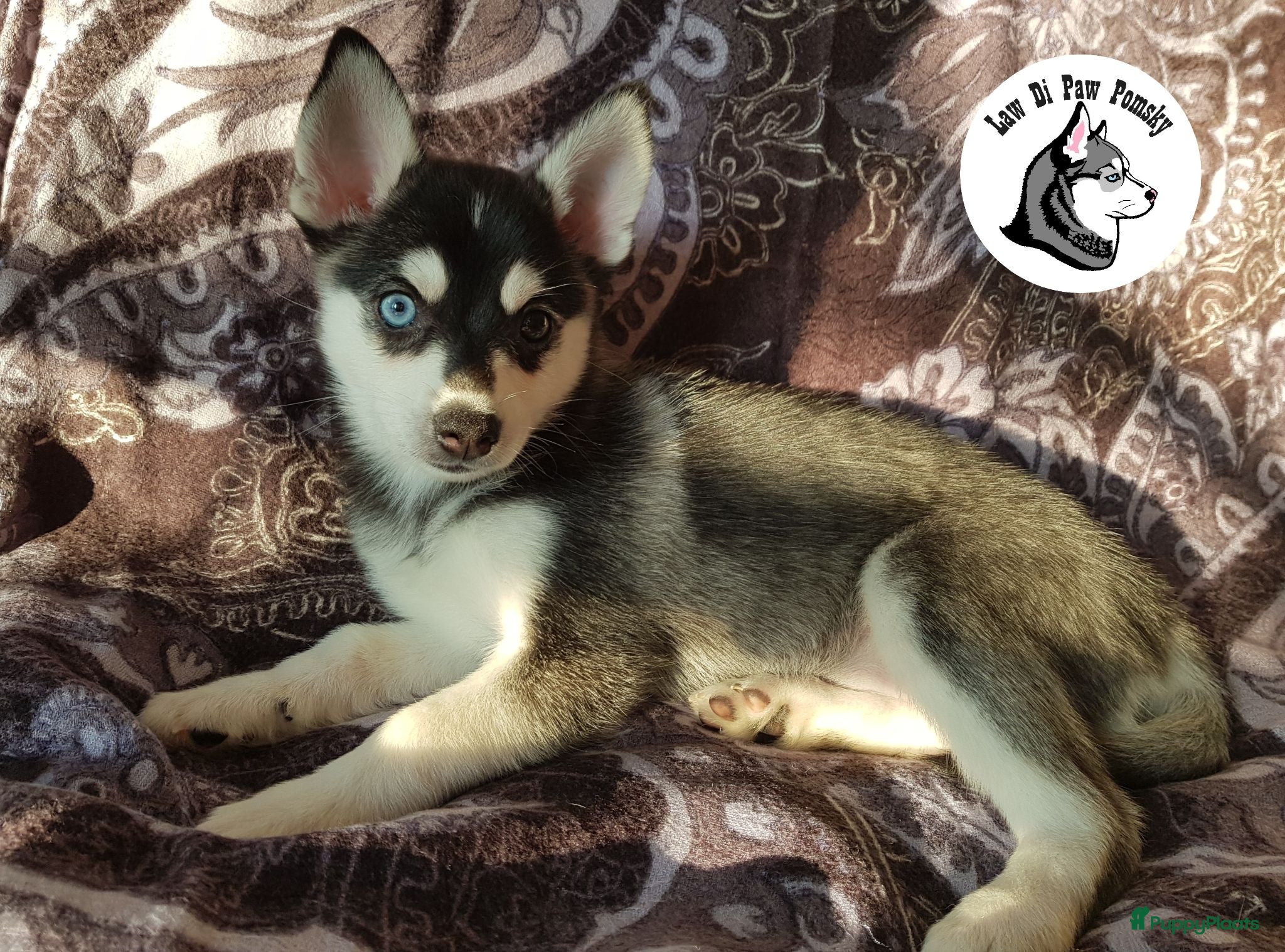 Pomsky honden Pomsky puppy’s F4+, 100% Amerikaanse bloedlijn - Advertentie 2