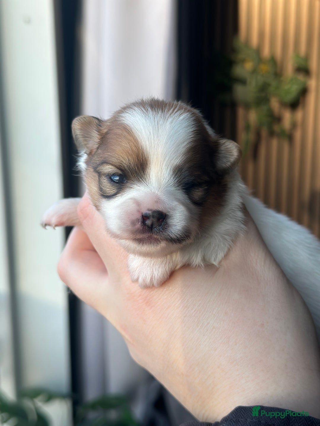 Pomeriaan honden te koop: Pomeriaan parti colour teefje geboren 23-12-2025 - Advertentie 2
