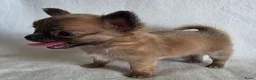 Chihuahua honden te koop: Chihuahua pup (klein reutje) - Advertentie 2