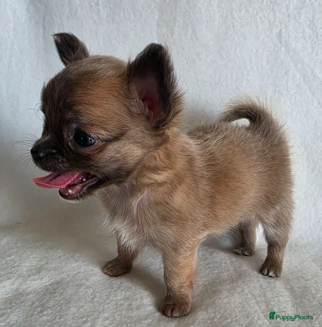 Chihuahua honden te koop: Chihuahua pup (klein reutje) - Advertentie 2