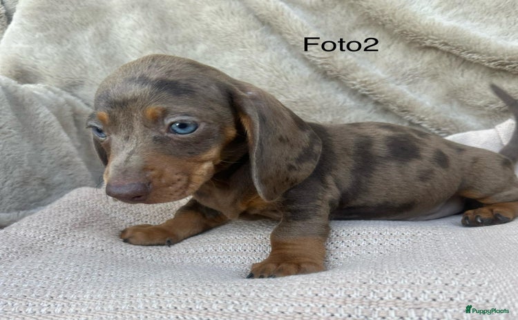 Teckel (korthaar)  honden - Advertentie 3